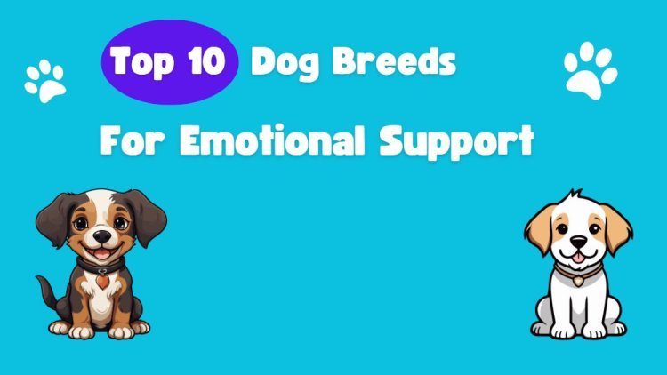 Top 10 Dog Breeds for Emotional Support: Which One Is Right for You?