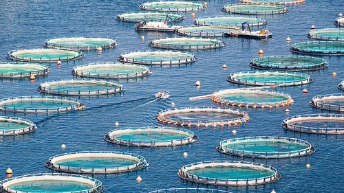 Fish Farming Market to Hit $471.7 Billion by 2032