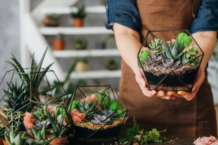 Promote Sustainability with Wild Roots: The Perfect Eco-Friendly Terrarium Corporate Gifts