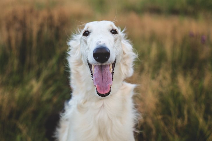 Tips to Make Your Pet Instagram Famous: A Complete Guide