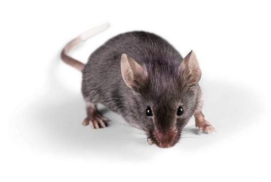 Rat Removal Company in Brampton: What You Need to Know