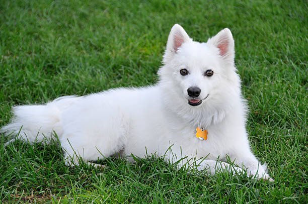 Top Reasons Why the American Eskimo Dog Makes an Excellent Family Pet