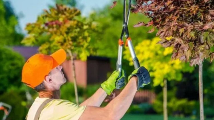 Why Tree Work is Essential for the Health of Your Jacksonville Trees