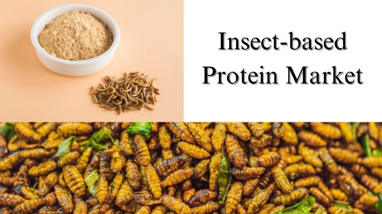 Insect-based Protein Market Share, Size, and Growth Analysis Through 2029