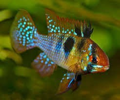 The Most Unique Aquarium Fish to Consider