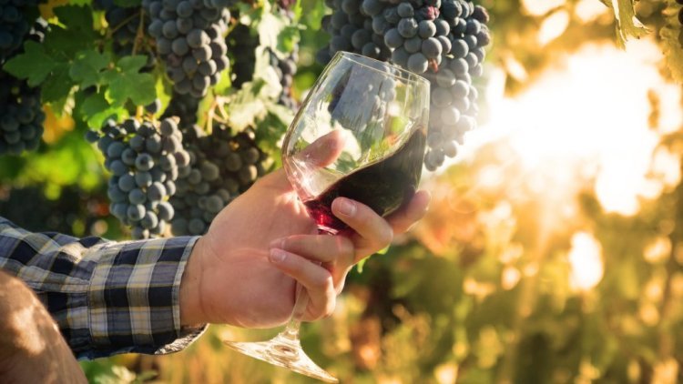 The Best Organic Wine Brands for Wine Lovers Who Care About Sustainability