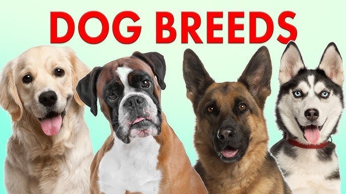 The Ultimate Guide to Choosing the Perfect Dog Breed for Your Family