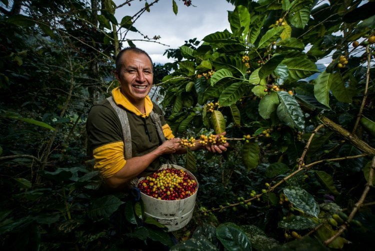 Peculiarities of coffee growing in different regions