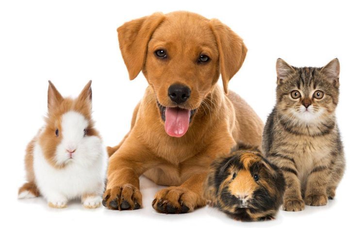 The Importance of Vaccinations for Your Pet’s Health