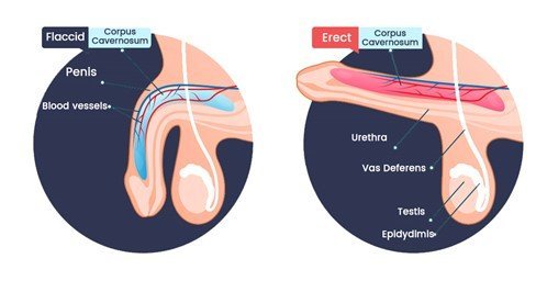 How Long Does Viagra Last for an Erection?