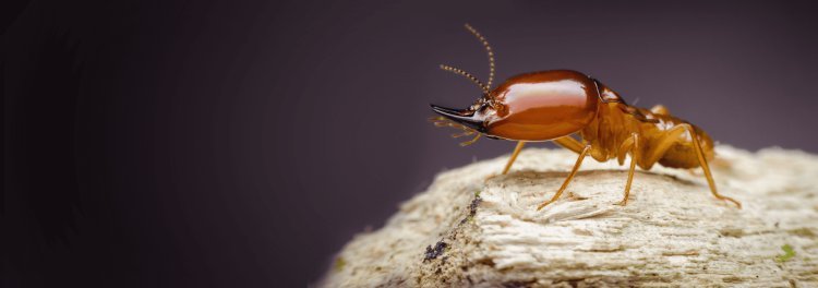 Termite Control and Bed Bug Spray Services