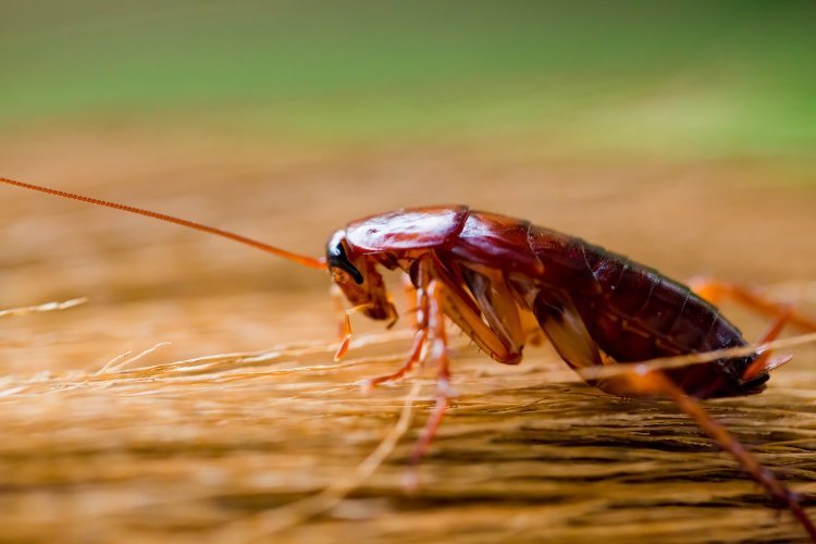 Eradicating the Menace Expert Cockroach Control Surrey