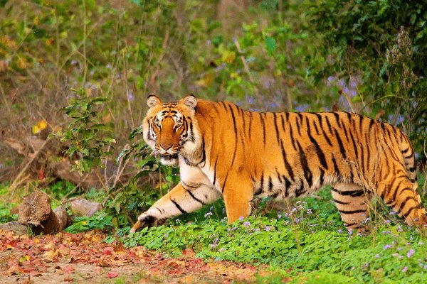 Delhi to Jim Corbett Cab