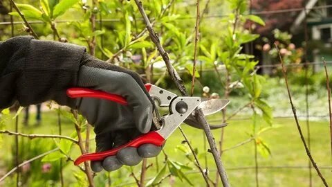 Affordable Tree Pruning Services in Connecticut – Get a Free Quote!