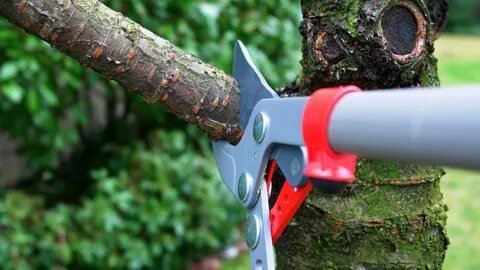 Expert Tree Pruning Services in Connecticut – Tennett Tree Services Inc