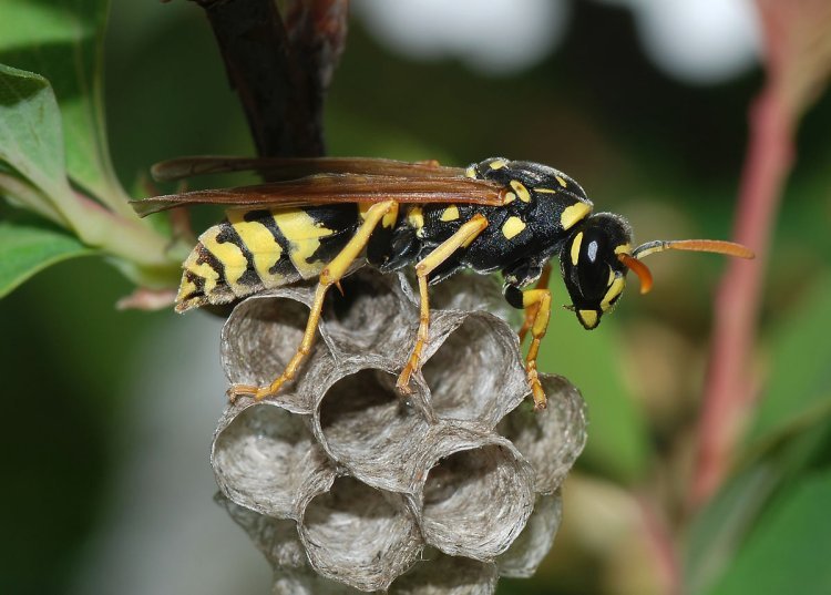 Wasp Control in Mississauga: A Comprehensive Guide