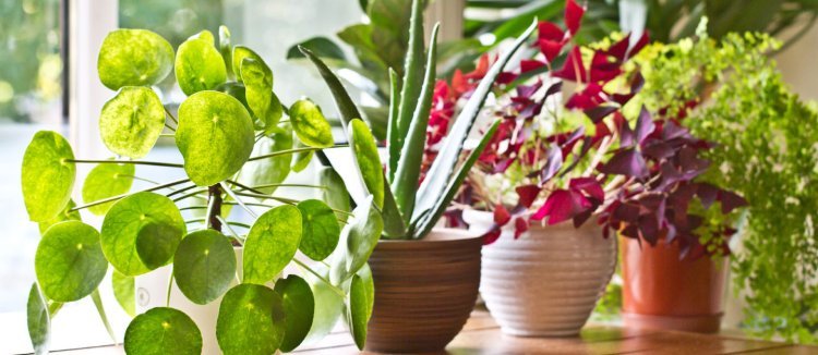 Buy Indoor Plants in Karachi – A Guide to Greenery at Home